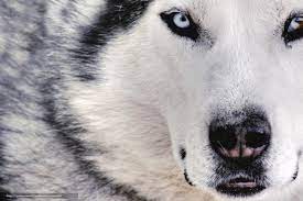 Download wallpaper wolf, dog, white ...