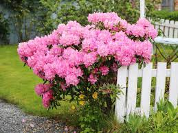 20 Pink Flowering Shrubs Trees