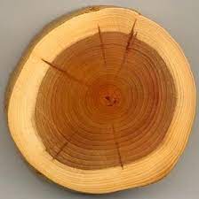 Связь плотности и твердости древесины: объяснение для 7 класса