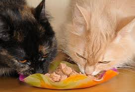 Can my cat eat that? Slideshow Pet Health Harmful Foods Your Cat Should Never Eat On Emedicinehealth Com