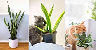 Are Snake Plants Toxic To Cats Are