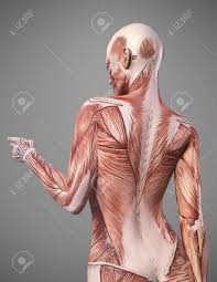This is my video about the muscles of the back. Back Muscle Anatomy Of Woman Render Stock Photo Picture And Royalty Free Image Image 94245885