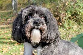 Havanese Rescue gambar png