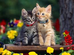 700 cute cat pictures wallpapers com