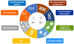 hormones in nafld pathophysiology