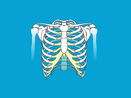 Front view of human torso skeleton with veins and arteries, black background. Ribs Pictures Anatomy Anatomy Body Maps
