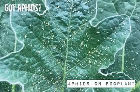 How To Get Rid Of Aphids On Your Plants