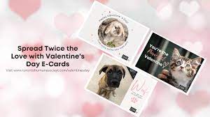Share Twice the Love This Valentine's Day - Toronto Humane Society