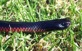 Australias 10 Most Dangerous Snakes