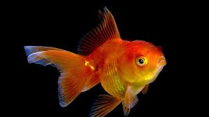 hd desktop wallpaper goldfish