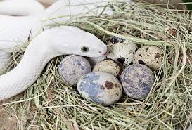 snake eggs