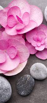 Pink flowers, stones, SPA theme ...