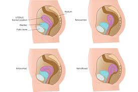 Uterus During Pregnancy Its Size Changes And Role