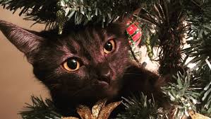 How to keep my cat away from the christmas tree. So This Is Christmas With A Cat Cbc News