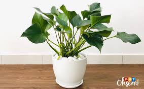 We did not find results for: Indoor Plants Jadi Trend Hiasan Dalam Rumah Free Malaysia Today Fmt