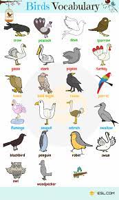 bird names list of birds and types of