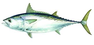 Different Types Of Tuna Species Of Tuna Sport Fishing
