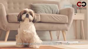 pet stain and odor removal services