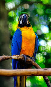 macaw parrot bird branch hd phone
