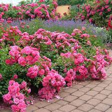 ground cover carpet rose plants