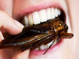 Image result for cockroach images