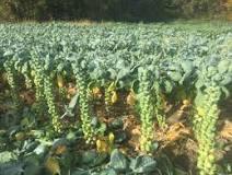 Do brussel sprouts stay fresh on the stalk?