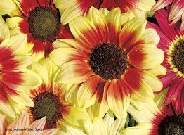We did not find results for: 7 Must Have Sunflowers To Grow In Your Garden Garden Gate