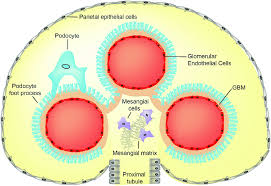 normal glomerulus showing cellular