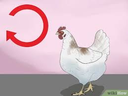 Sometimes it could take several weeks for all of your chickens to get there. 4 Ways To Train Chickens Wikihow