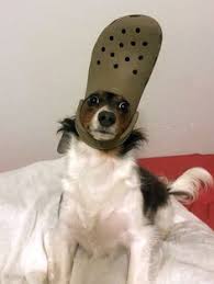 Find the newest dog croc meme. 33 Dogs With Crocs On Their Heads Ideas Funny Animals Animal Memes Cute Animals