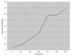 A level Biology Coursework   Effect of substrate concentration on     