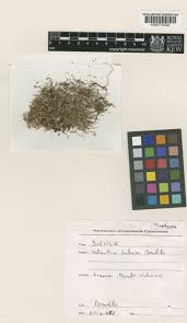 Valantia calva Brullo | Plants of the World Online | Kew Science