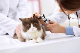 The info on feline lyme disease i read doesn't mention spots. 12 Reasons For Hair Loss Around A Cat S Ears Lovetoknow