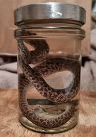 Wet Specimen SPOTTED PYTHON Antaresia maculosa Taxidermy Snake Reptile |  eBay