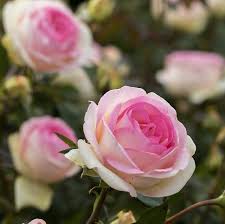 rose biedermeier garden kaufen