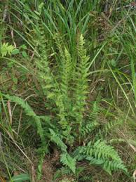 Dryopteris cristata (Crested woodfern) | Native Plants of North America