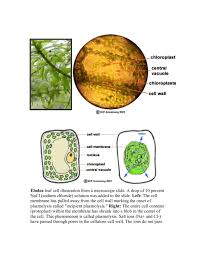 elodea leaf cell ilration from a