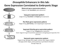 gene expression patterns in drosophila embryos using lacz transgenes 26 drosophila enhancers in this lab