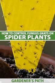 fungus gnats on spider plants