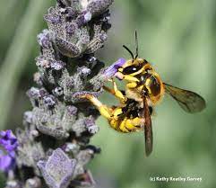 The term carder bee is a popular name applied to various bees, including: So Very Territorial Bug Squad Anr Blogs