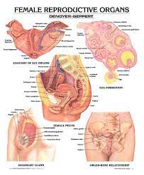 Female anatomy includes the external genitals, or the vulva, and the internal reproductive organs. Female Reproductive Organs Wall Chart Unmounted Amazon Com Industrial Scientific