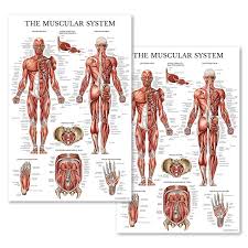 Amazon Com Set Of Two Muscular System Anatomical Posters