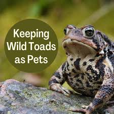 how to keep a wild toad as a pet