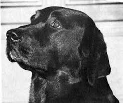 Found 151 labrador retriever pets and animals ads from michigan, us. English Or American Lab
