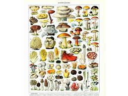 1933 Antique Mushroom Identification Chart Print Vintage Fungi Print Fungus Wall Art Home Decor