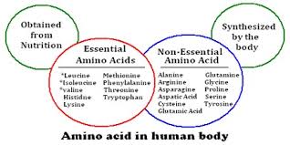 functions and types of amino acids