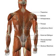 Male Back Muscle Chart Buy This Stock Illustration And