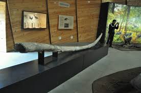 В палеонтологичният музей в дорково, област пазарджик, са изложени находки от плиоцена, открити в палеонтологичното находище в местността „елин. Pliocenski Park V Dorkovo Ili Da Szhivish Izgubeniya Svyat