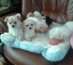 This breed was brought to england and was favored by royalty. Maltese X Chihuahua Puppies Off 60 Www Usushimd Com