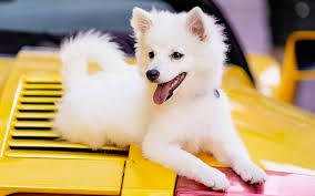 55 White Dog Breeds Fluffy Small And